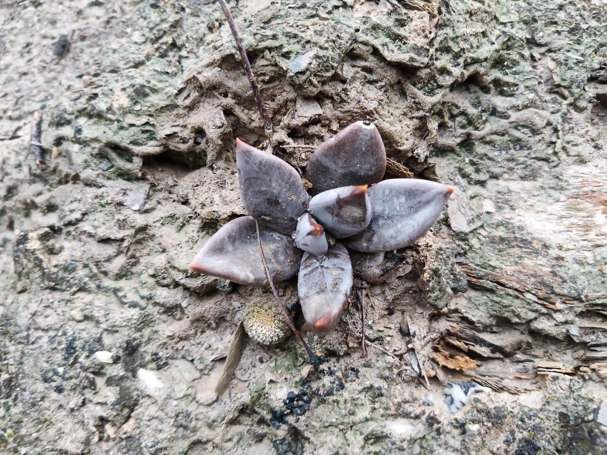 Echeveria humilis